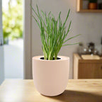 Bunching Onion Hydroponic Kit