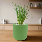 Bunching Onion Hydroponic Kit