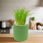 Chives Hydroponic Kit