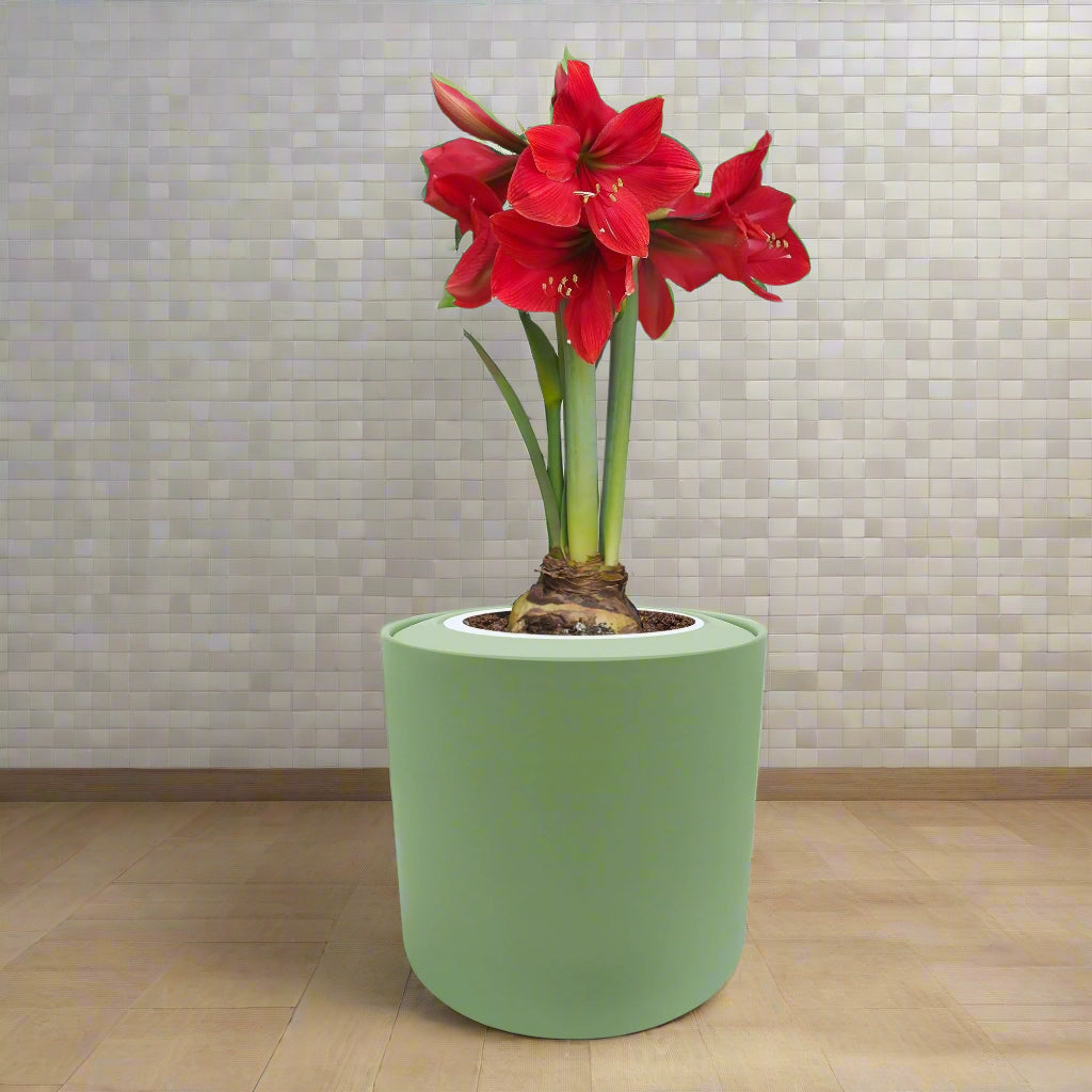 Amaryllis "Red Lion" Indoor Bulb Kit