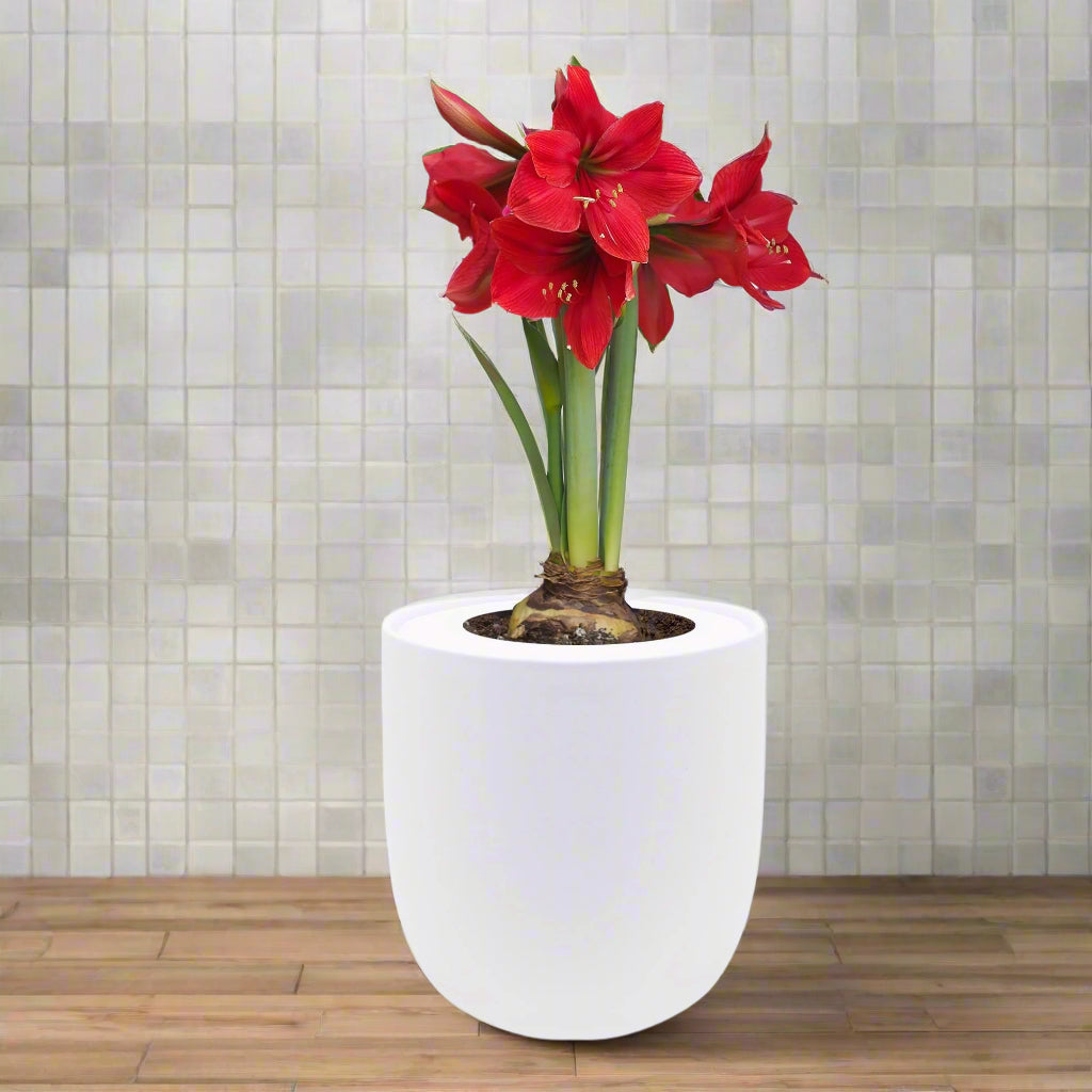 Amaryllis "Red Lion" Indoor Bulb Kit