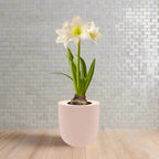 Amaryllis White Christmas Hydroponic Kit - Pink Ceramic Pot