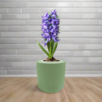 Hyacinth Delft Blue Hydroponic Kit - Green ceramic planter