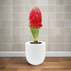 Hyacinth Jan Bos Hydroponic Kit - White Ceramic Pot