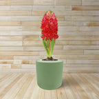 Hyacinth Jan Bos Hydroponic Kit - Green ceramic planter