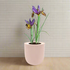 Dutch Iris ‘Eye of the Tiger’ Bulb Kit