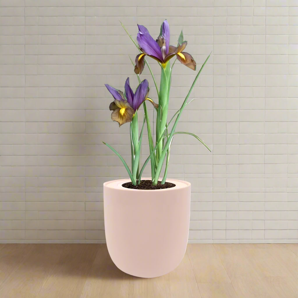 Dutch Iris ‘Eye of the Tiger’ Bulb Kit