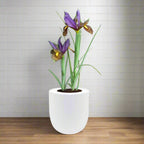 Dutch Iris ‘Eye of the Tiger’ Bulb Kit