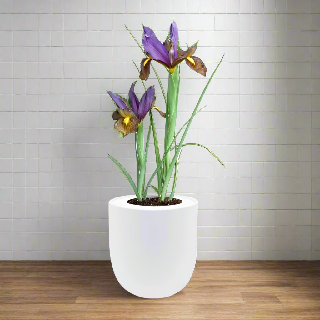 Dutch Iris ‘Eye of the Tiger’ Bulb Kit