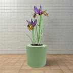 Dutch Iris ‘Eye of the Tiger’ Bulb Kit