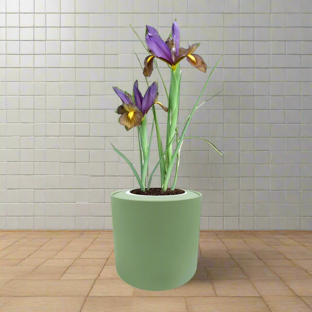 Dutch Iris ‘Eye of the Tiger’ Bulb Kit