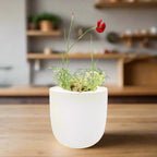 Carnation - Chabaud Giant Red White Ceramic Pot Hydroponic Growing Kit with Seeds