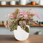 Polka Dot Hypoestes White Ceramic Pot Hydroponic Growing Kit with Seeds