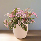 Polka Dot Hypoestes White Ceramic Pot Hydroponic Growing Kit with Seeds