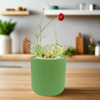 Carnation - Chabaud Giant Red White Ceramic Pot Hydroponic Growing Kit with Seeds