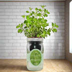 Oregano Hydroponic Kit