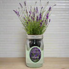 Lavender Hydroponic Herb Kit - Mason Jar