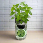 Catnip Hydroponic Herb Growing Kit