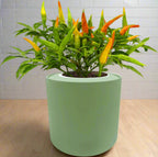 Ornamental Pepper (Chilly Chili)