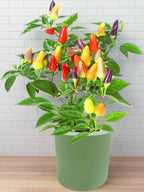 Ornamental Pepper (Autumn Time)