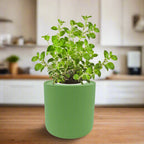 Oregano Hydroponic Kit