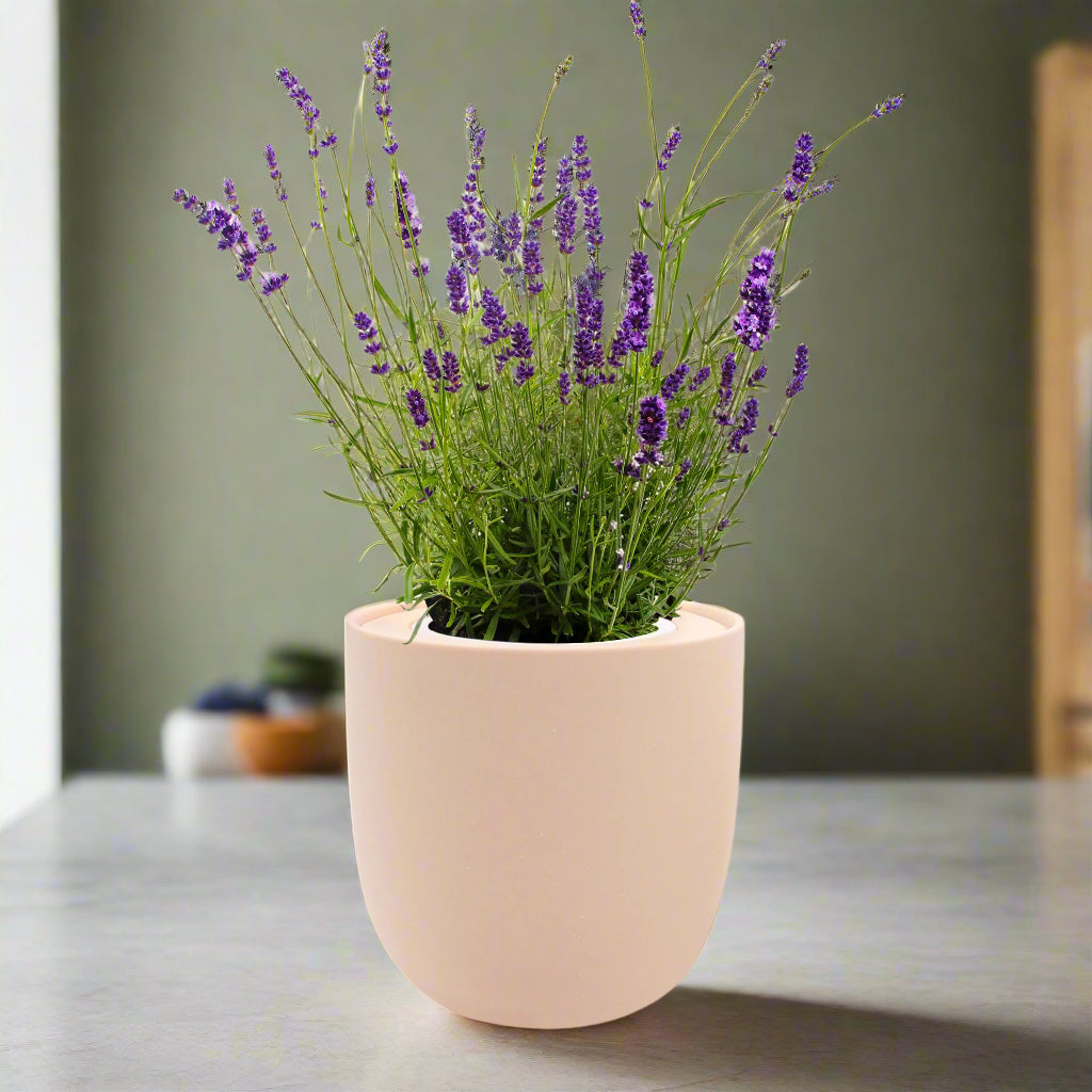 Lavender Hydroponic Herb Kit