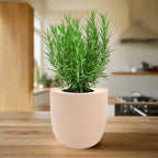 Rosemary Hydroponic Kit