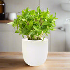 Thai Basil Hydroponic Kit