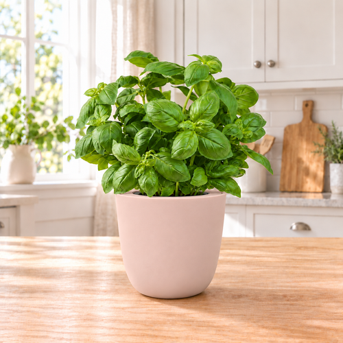 Basil - Genovese Hydroponic Kit (Organic Seeds)