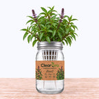 Basil - Thai Hydroponic Kit