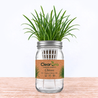 Chives - Garlic Chives Hydroponic Kit