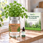 Cilantro - Calypso Hydroponic Kit