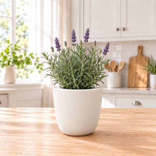 Lavender - Munstead-Type Hydroponic Kit (Organic Seeds)