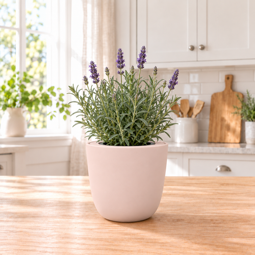 Lavender - Munstead-Type Hydroponic Kit (Organic Seeds)
