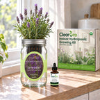 Lavender - Munstead-Type Hydroponic Kit (Organic Seeds)