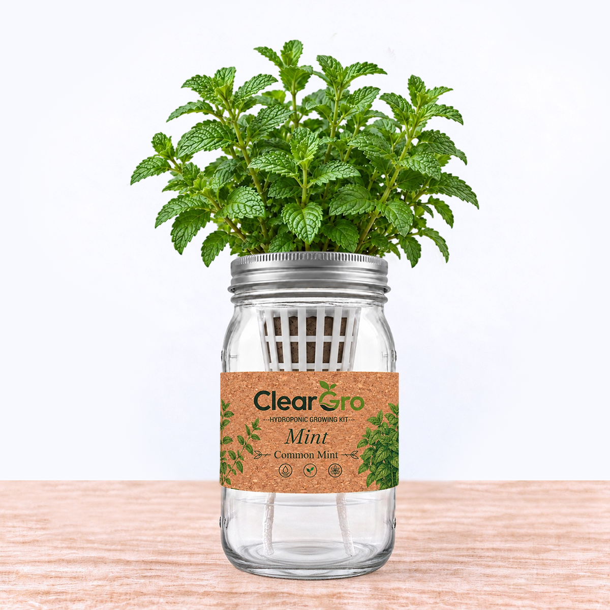 Mint - Common Mint Hydroponic Kit