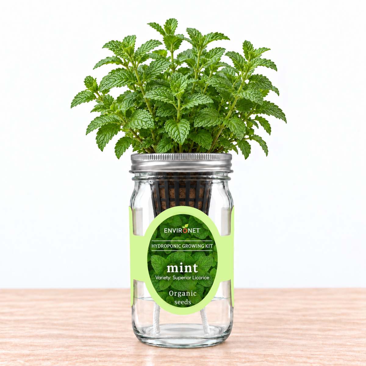 Mint - Superior Licorice Hydroponic Kit (Organic Seeds)