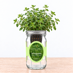 Oregano - Common Italian Hydroponic Kit (Organic Seeds)