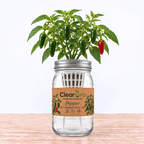 Pepper - Jalapeno Early Hydroponic Kit
