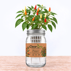 Pepper - Sweet Pickle Hydroponic Kit