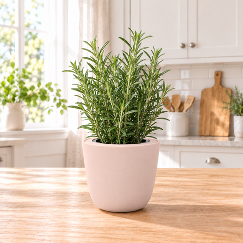 Rosemary - Hydroponic Kit (Organic Seeds)