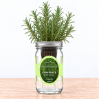 Rosemary - Hydroponic Kit (Organic Seeds)
